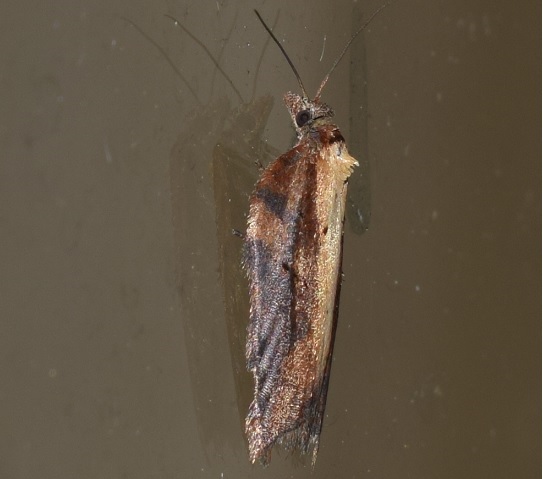 Acleris hastiana (Tortricidae)? ... pi probabile A. cristana
